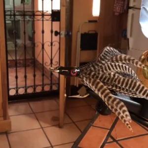 Slatwater Fly - Wild Thing