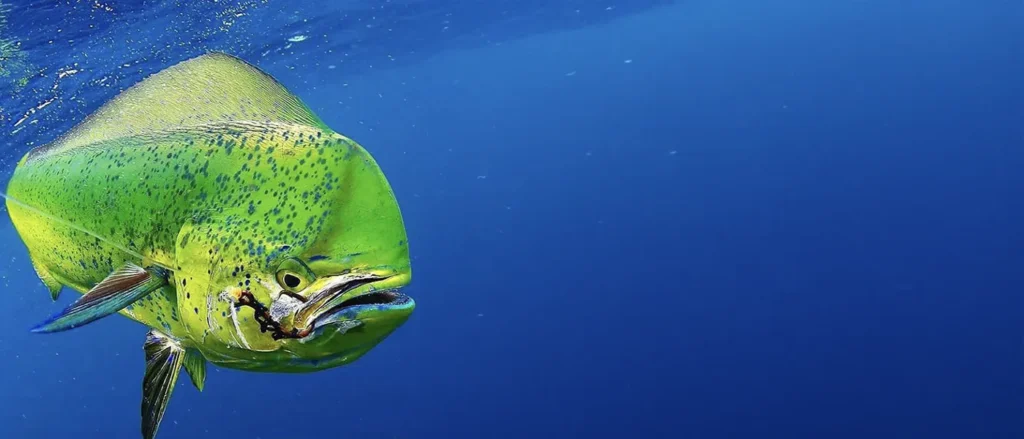 Dorado swimming